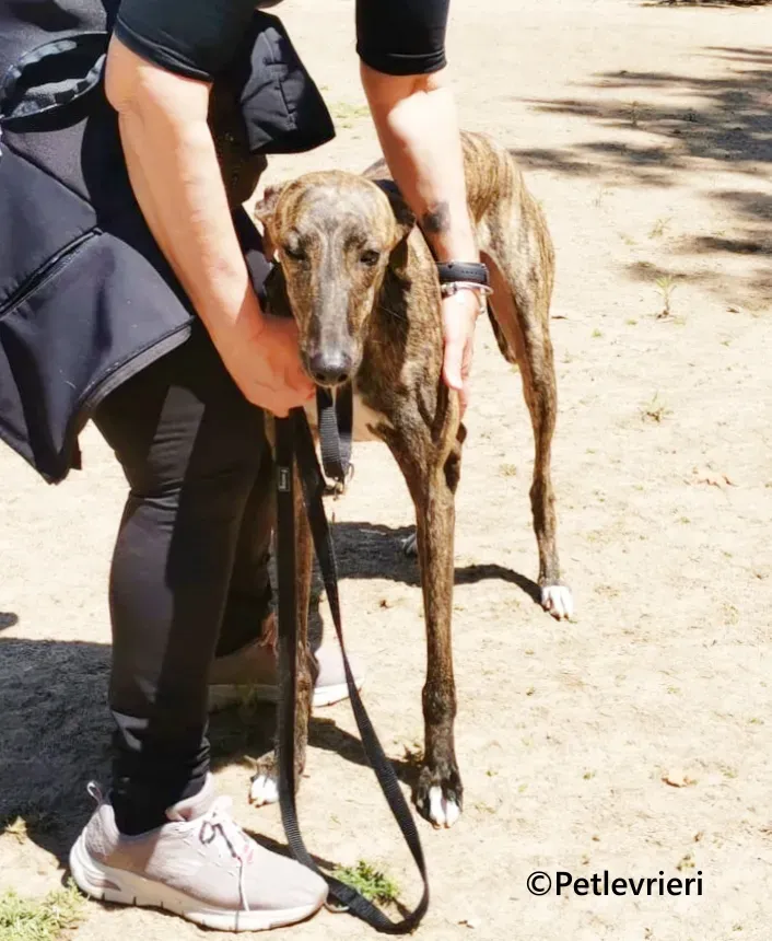 Gorgorito galgo adozione pet levrieri onlus 11