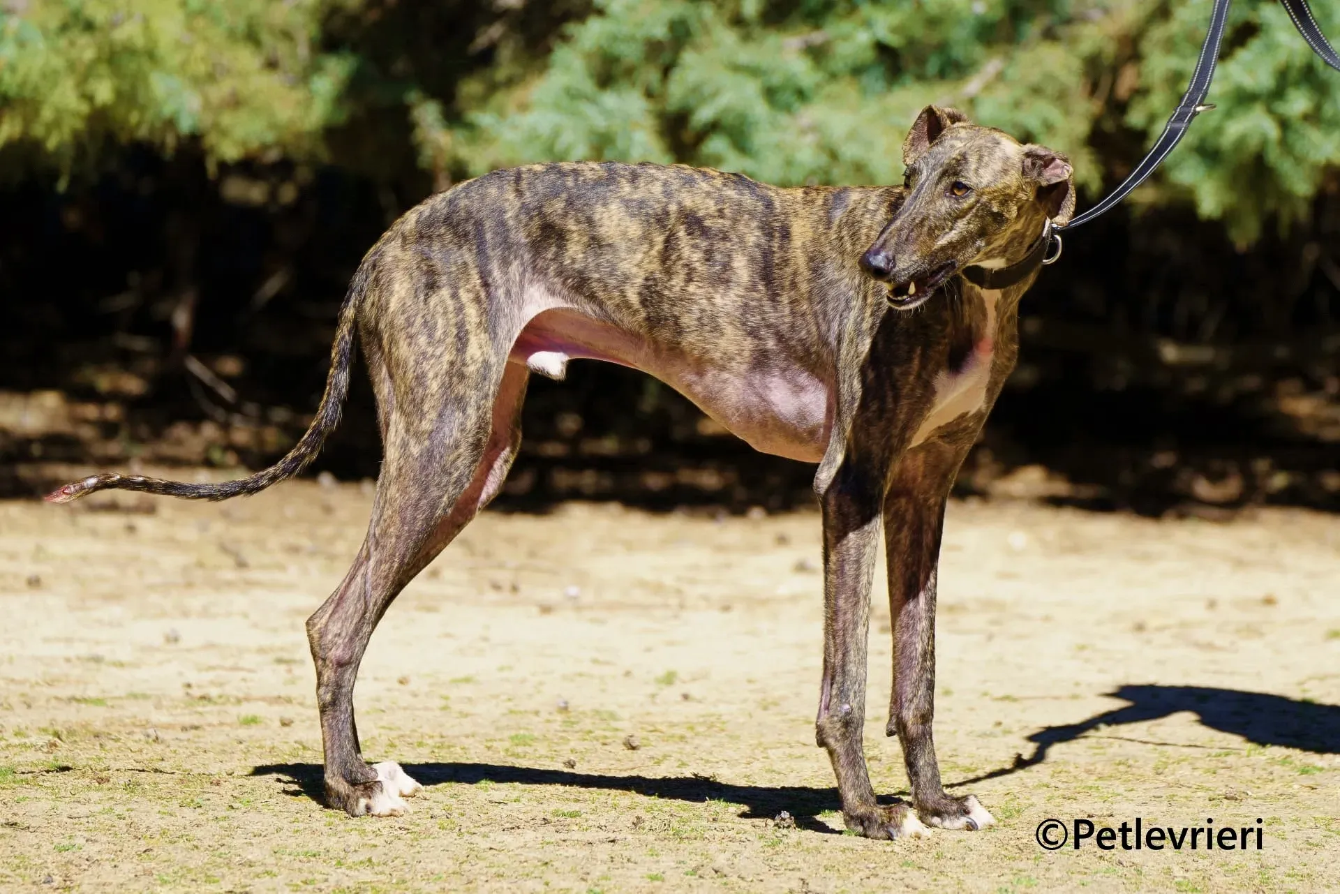 Gorgorito galgo adozione pet levrieri onlus 2 1