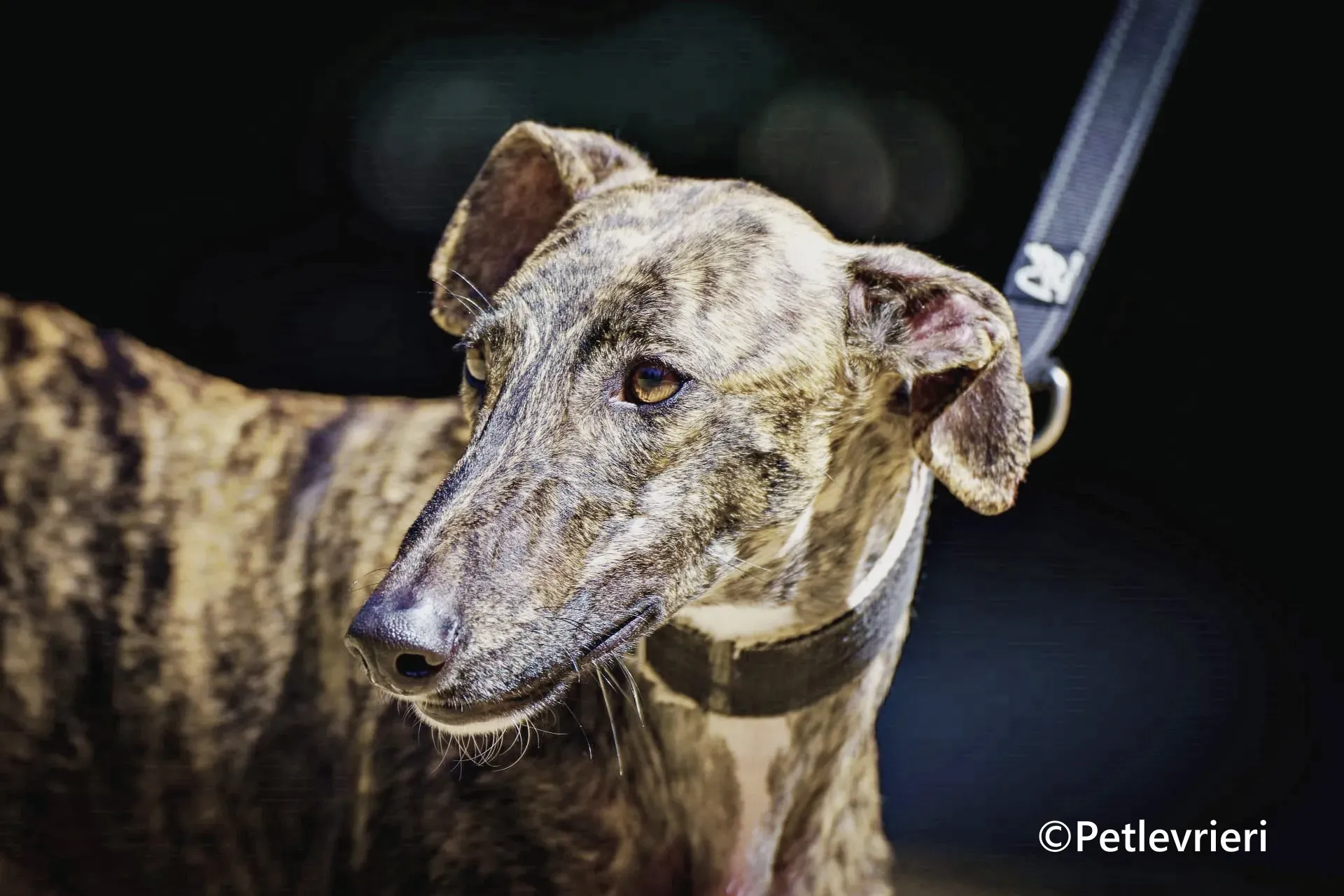 Gorgorito galgo adozione pet levrieri onlus 3 1