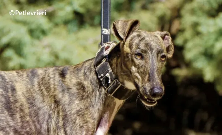 Gorgorito galgo adozione pet levrieri onlus 4 1