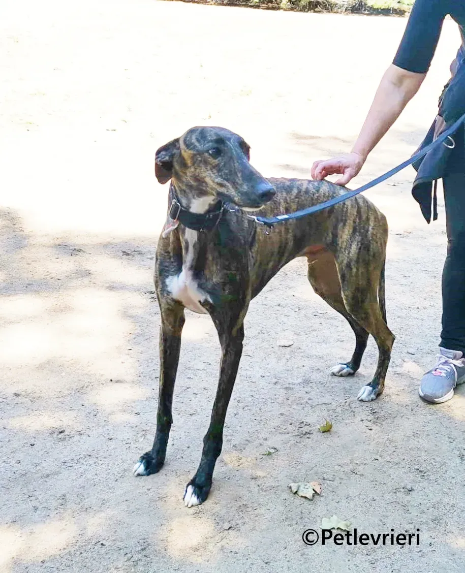 Gorgorito galgo adozione pet levrieri onlus 5