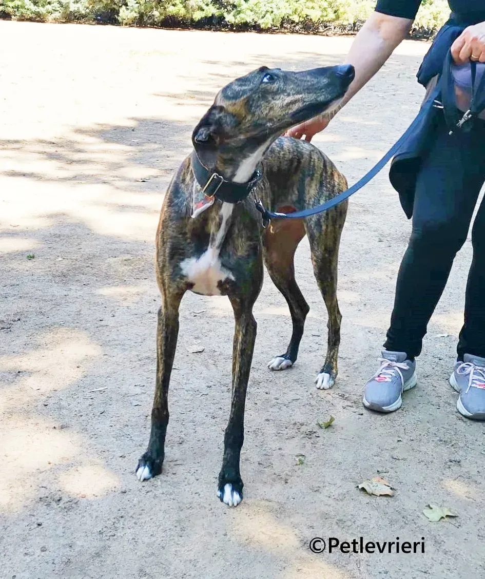 Gorgorito galgo adozione pet levrieri onlus 6