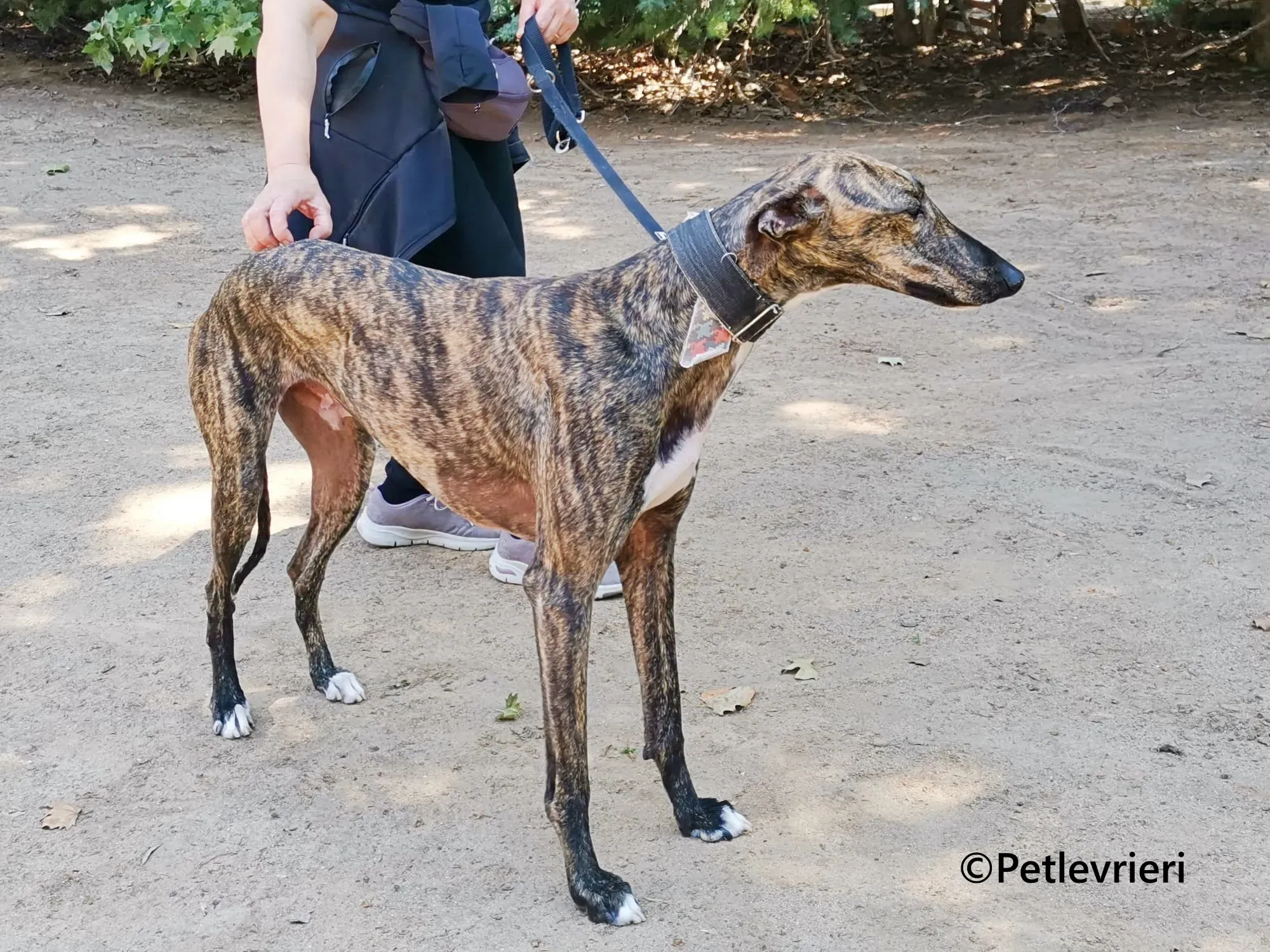 Gorgorito galgo adozione pet levrieri onlus 7