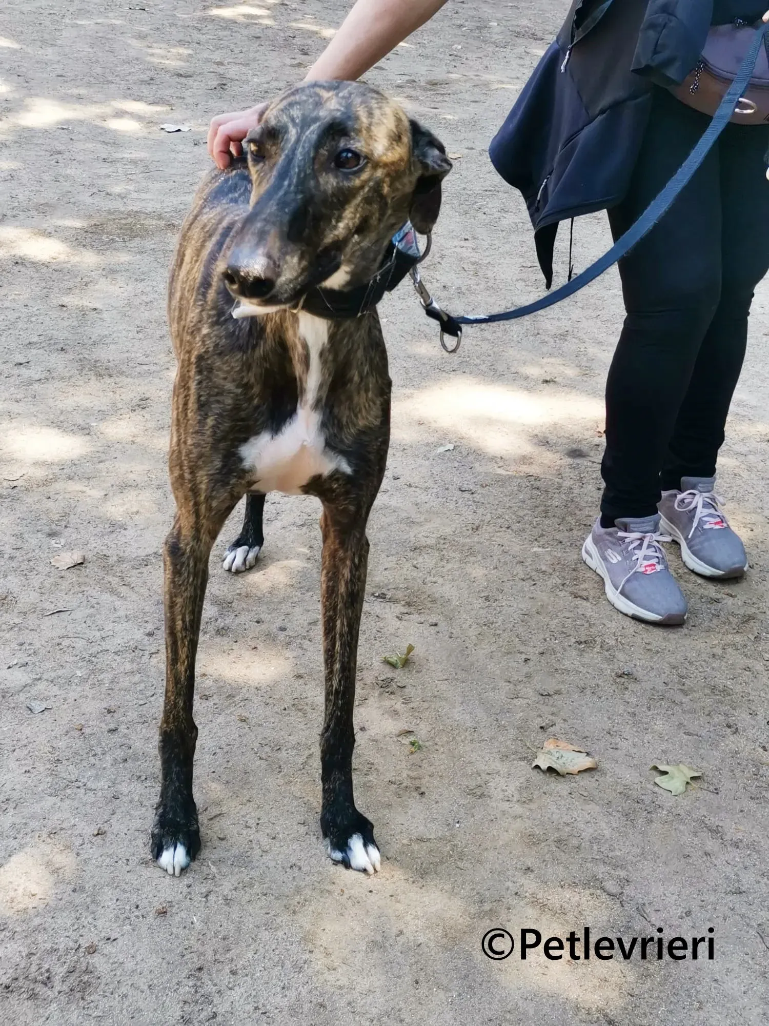 Gorgorito galgo adozione pet levrieri onlus 8