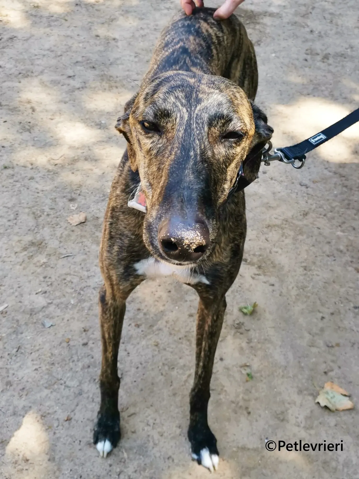 Gorgorito galgo adozione pet levrieri onlus 9