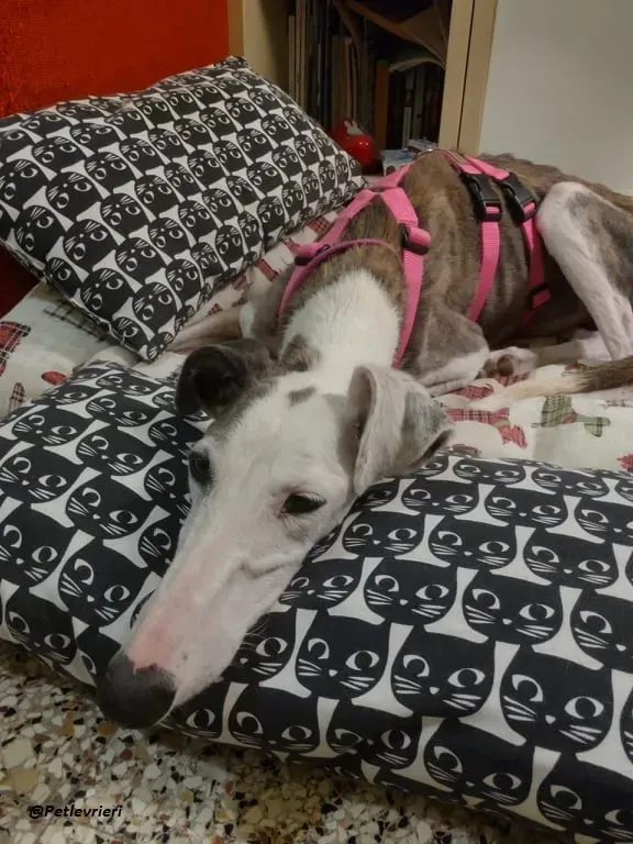 Grace adozione foster family levrieri dog 1