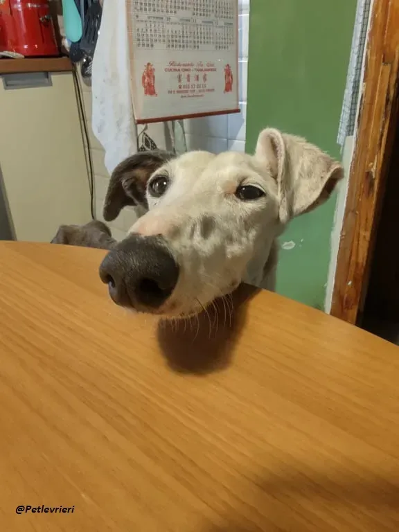 Grace adozione foster family levrieri dog 2