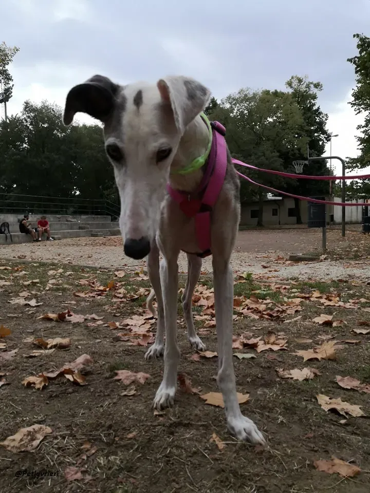 Grace adozione foster family levrieri dog 3
