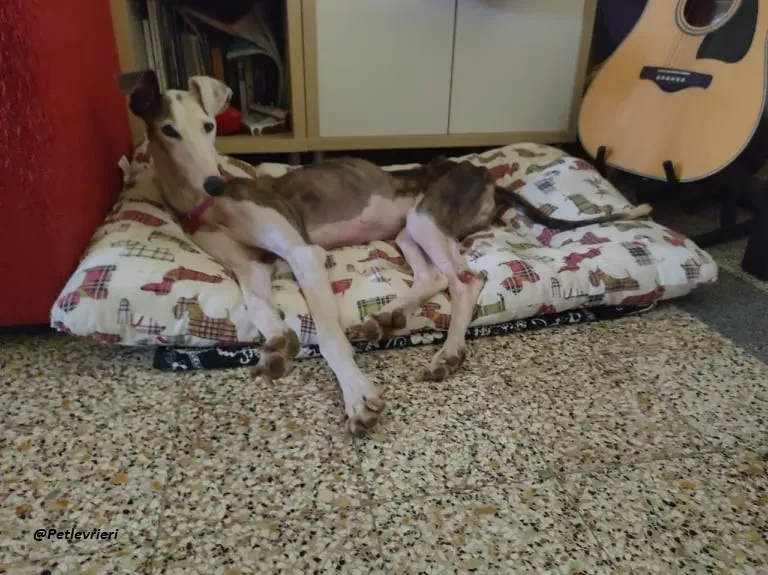 Grace adozione foster family levrieri dog 5