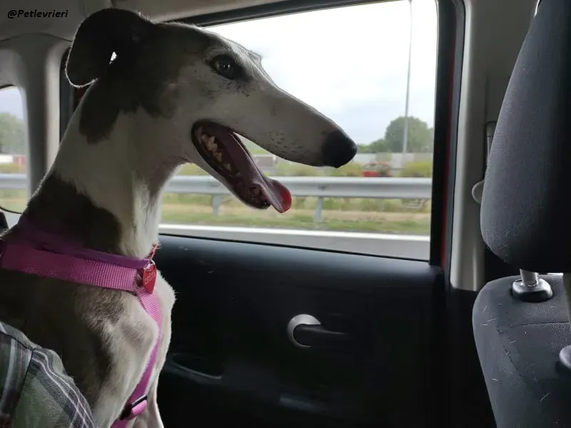 Grace adozione foster family levrieri dog 6