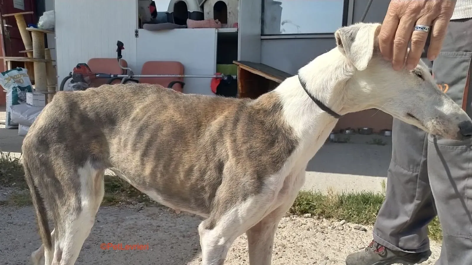 Grace adozione levrieri galgo 1