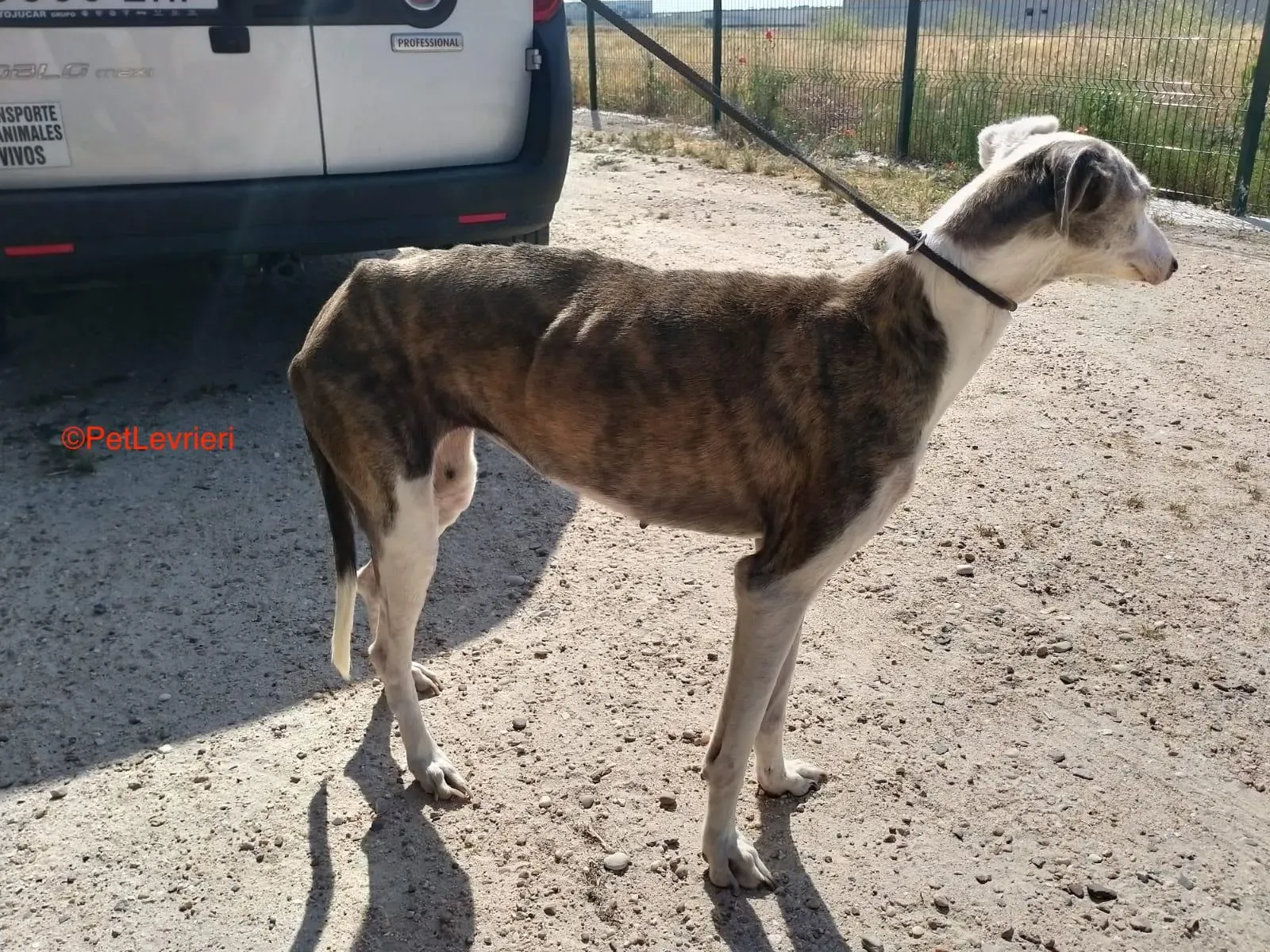 Grace adozione levrieri galgo 2
