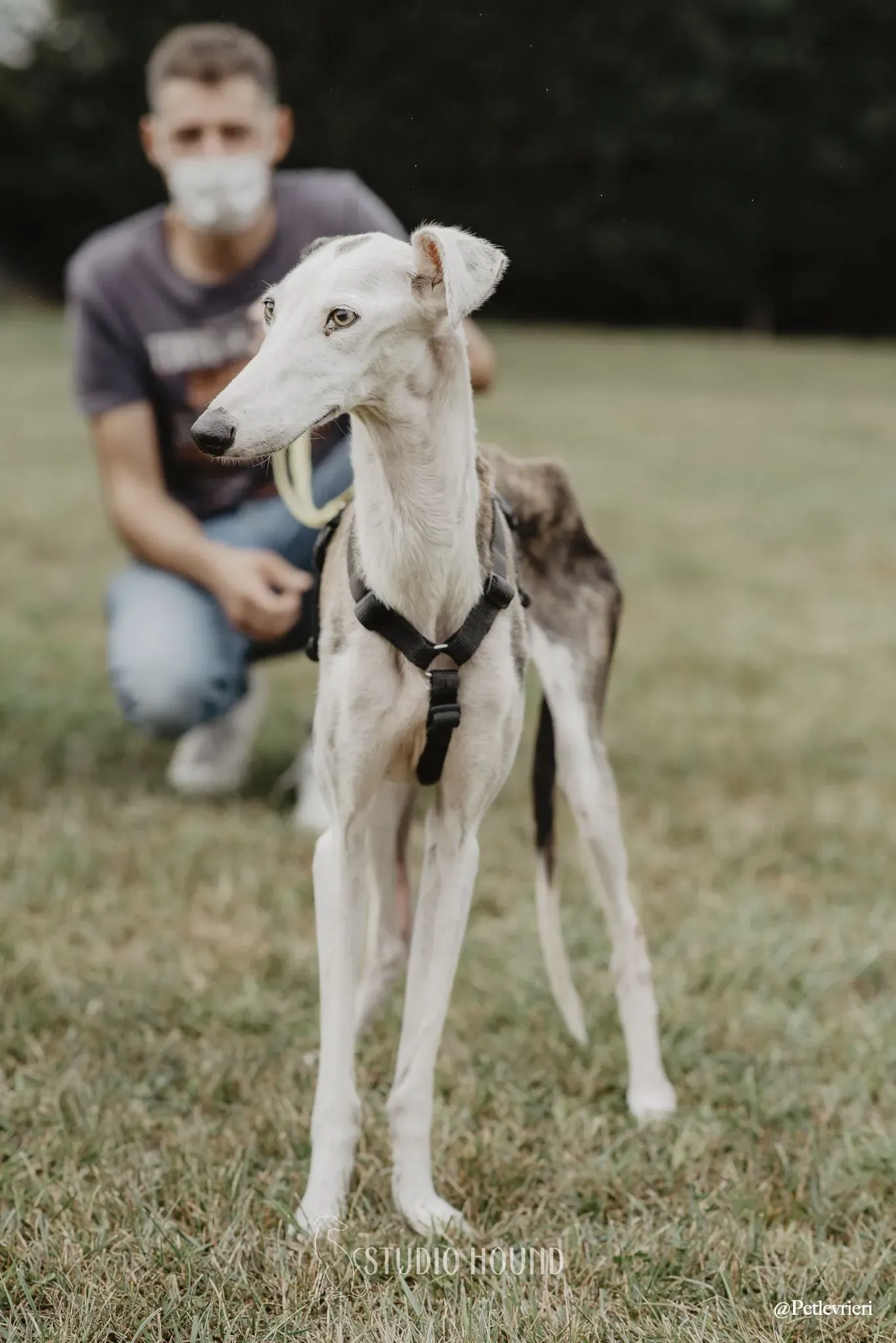 Grace adozione levrieri galgo 20