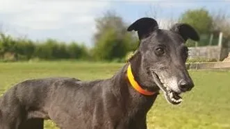 Grace adozione levrieri greyhound 10 e1618213779579