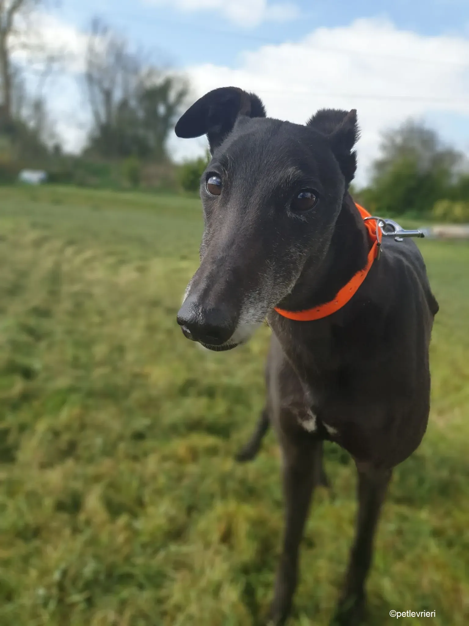 Grace adozione levrieri greyhound 11