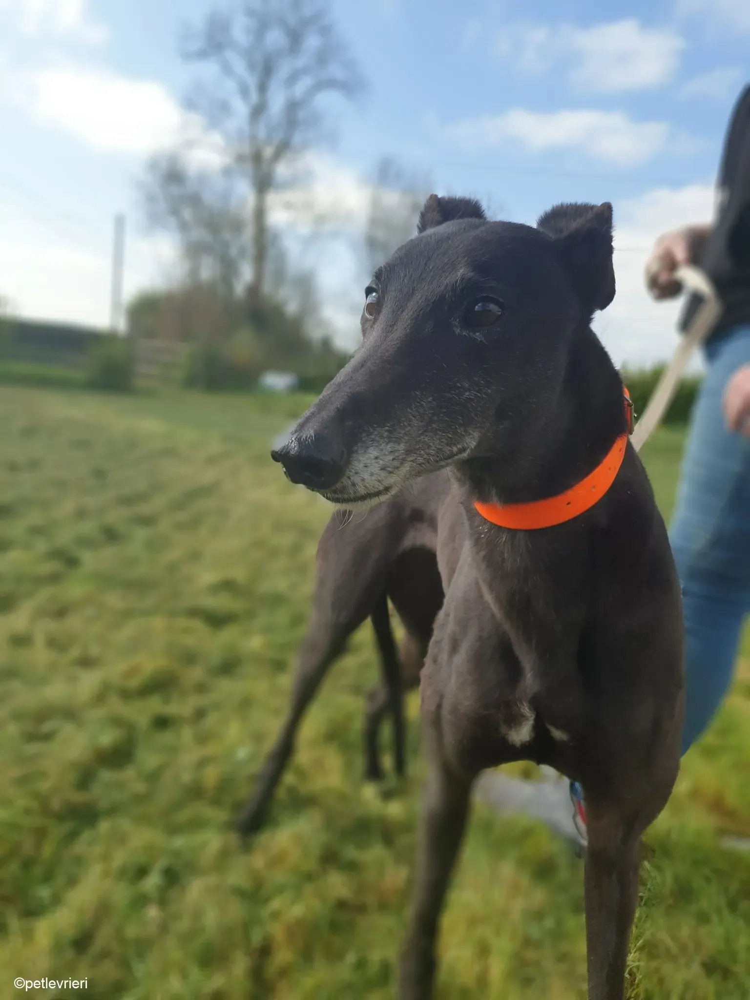 Grace adozione levrieri greyhound 12