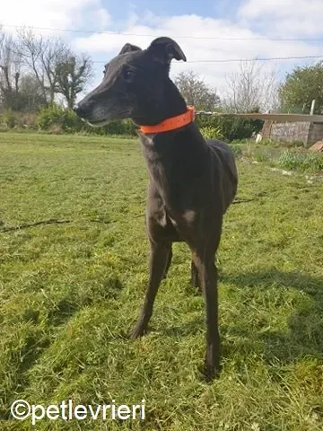 Grace adozione levrieri greyhound 3