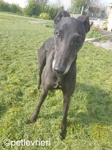 Grace adozione levrieri greyhound 4