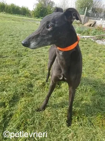 Grace adozione levrieri greyhound 5