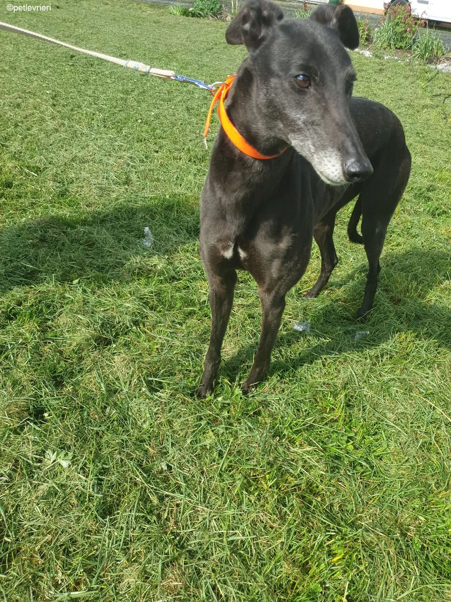 Grace adozione levrieri greyhound 6