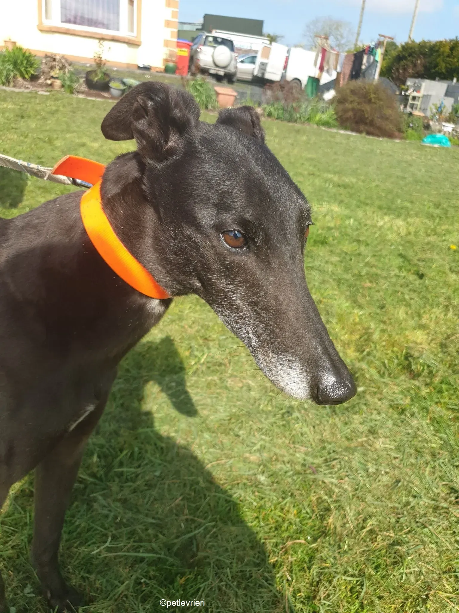 Grace adozione levrieri greyhound 7