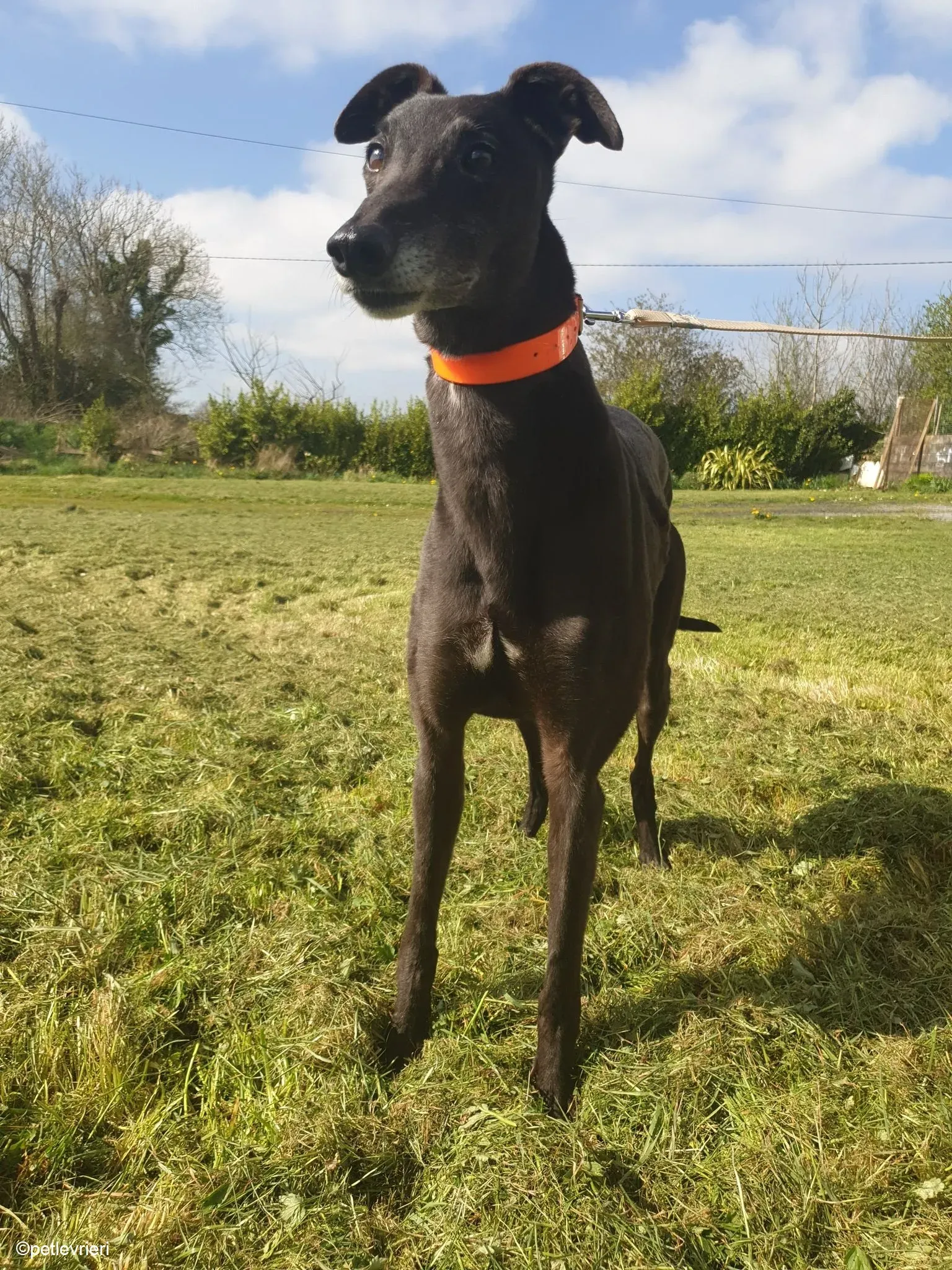 Grace adozione levrieri greyhound 8