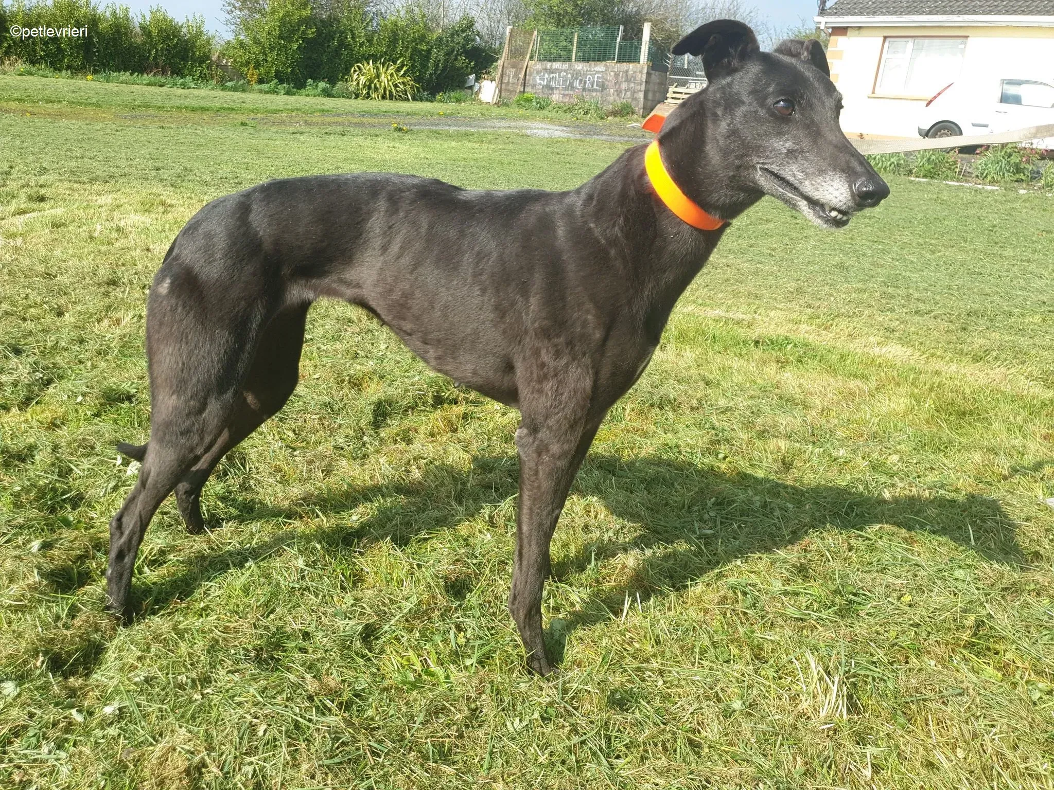 Grace adozione levrieri greyhound 9