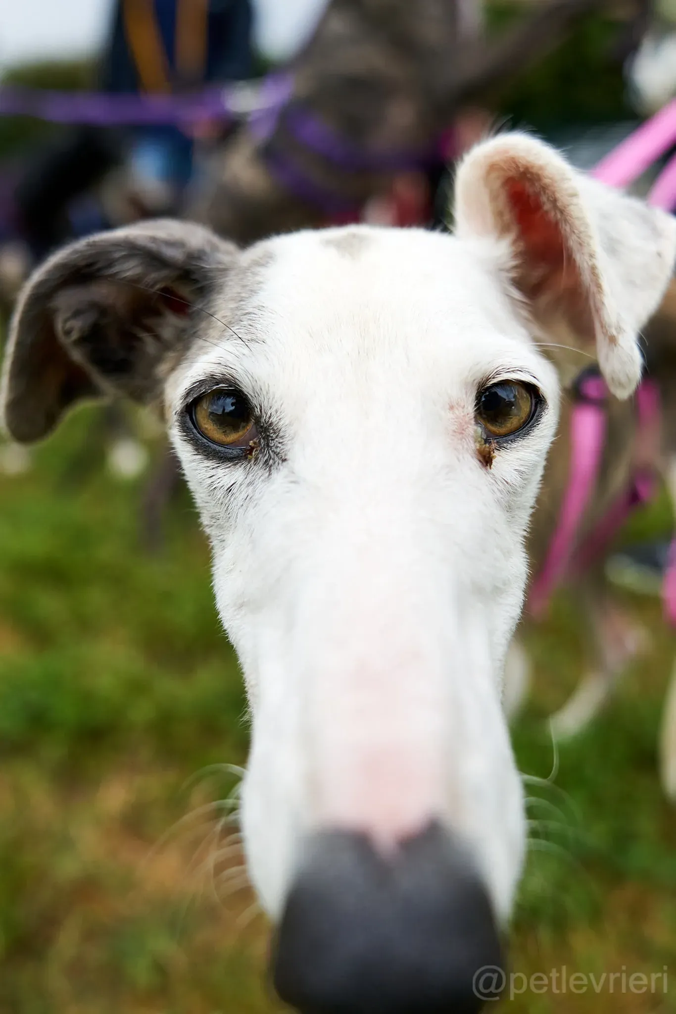 Grace galgo adozione cuore foster levrieri 1