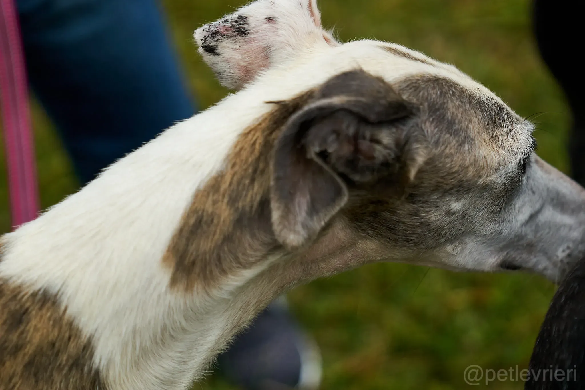 Grace galgo adozione cuore foster levrieri 2