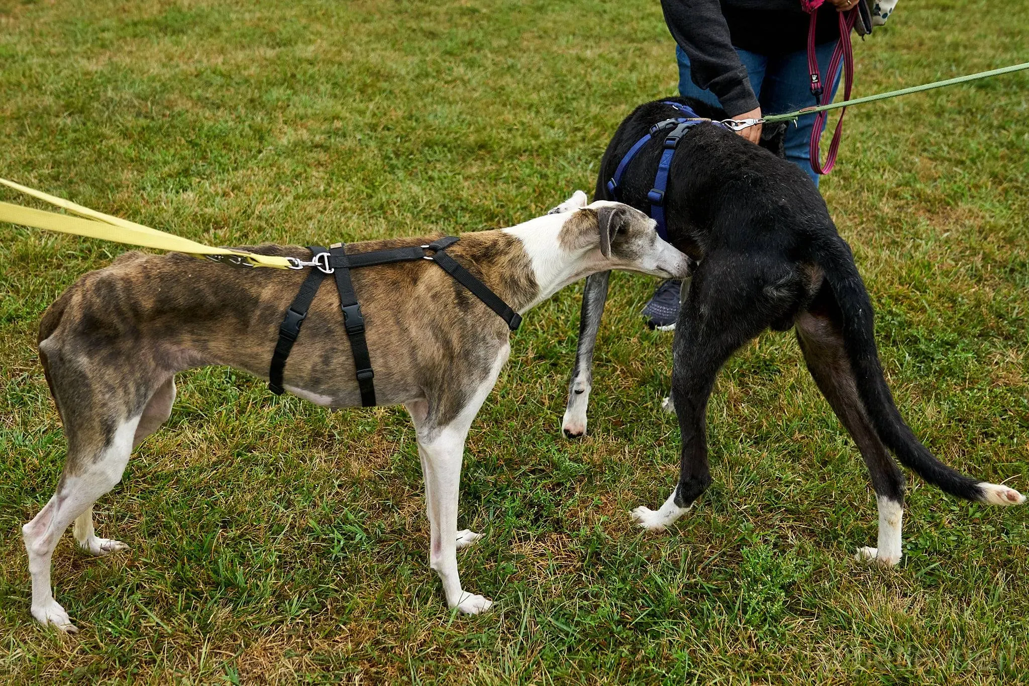 Grace galgo adozione cuore foster levrieri 3
