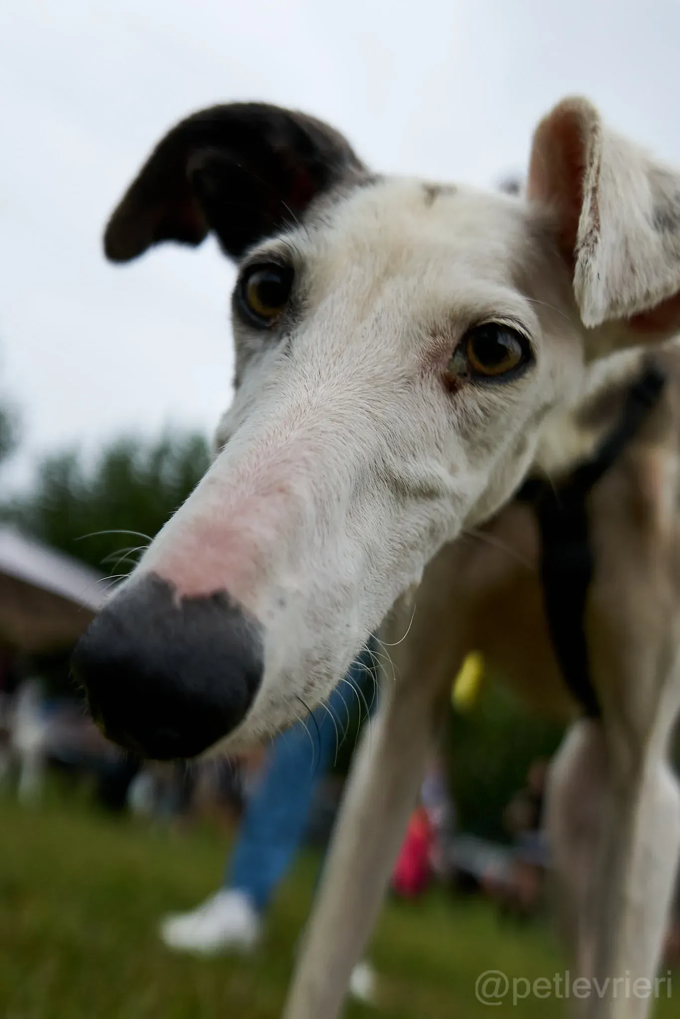 Grace galgo adozione cuore foster levrieri 4