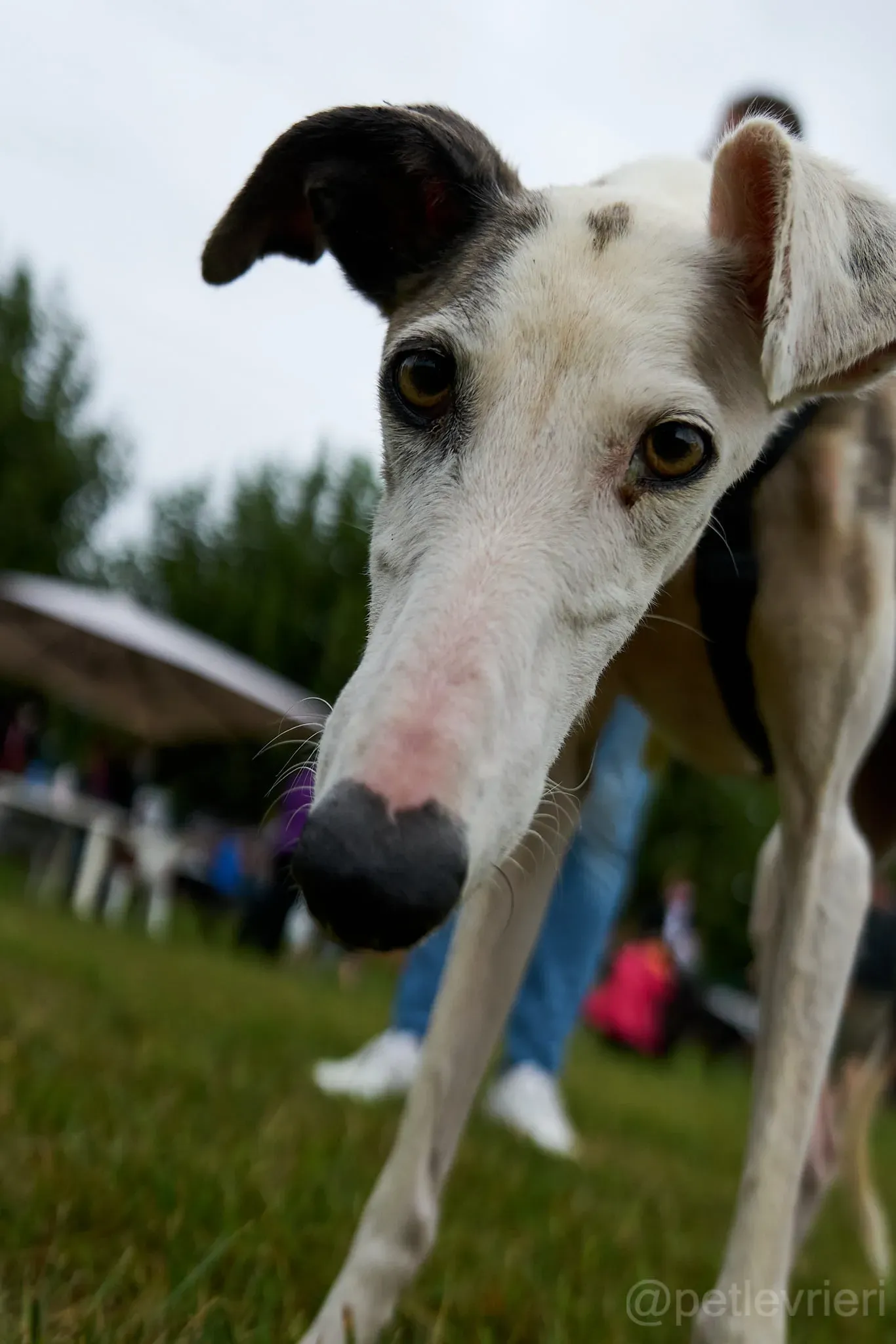 Grace galgo adozione cuore foster levrieri 5
