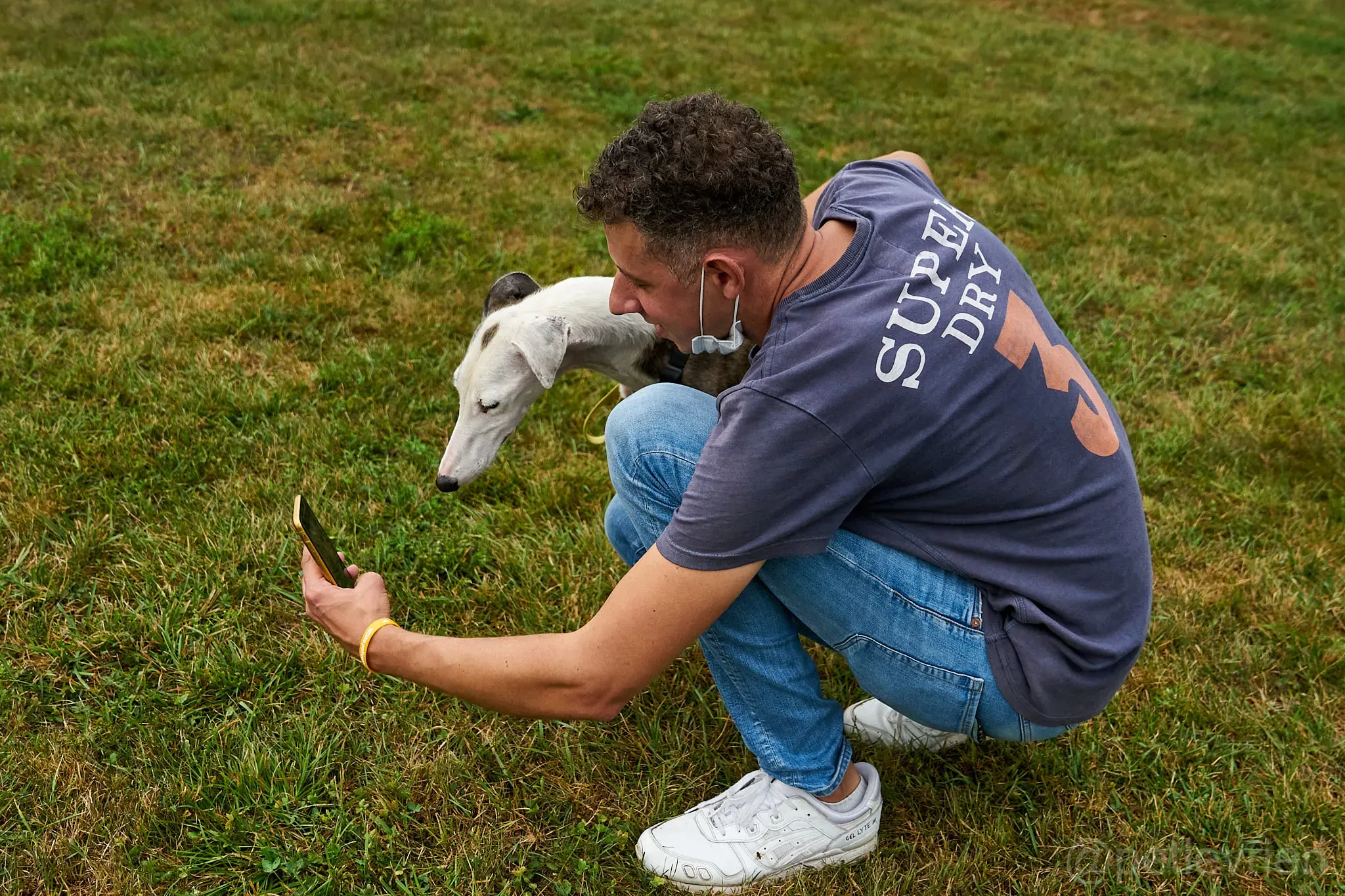 Grace galgo adozione cuore foster levrieri 6