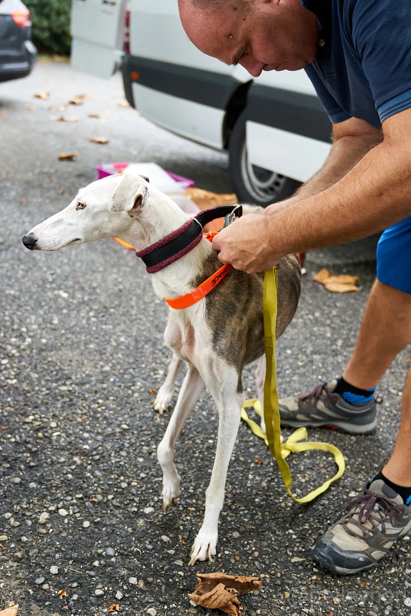 Grace galgo adozione cuore foster levrieri 7