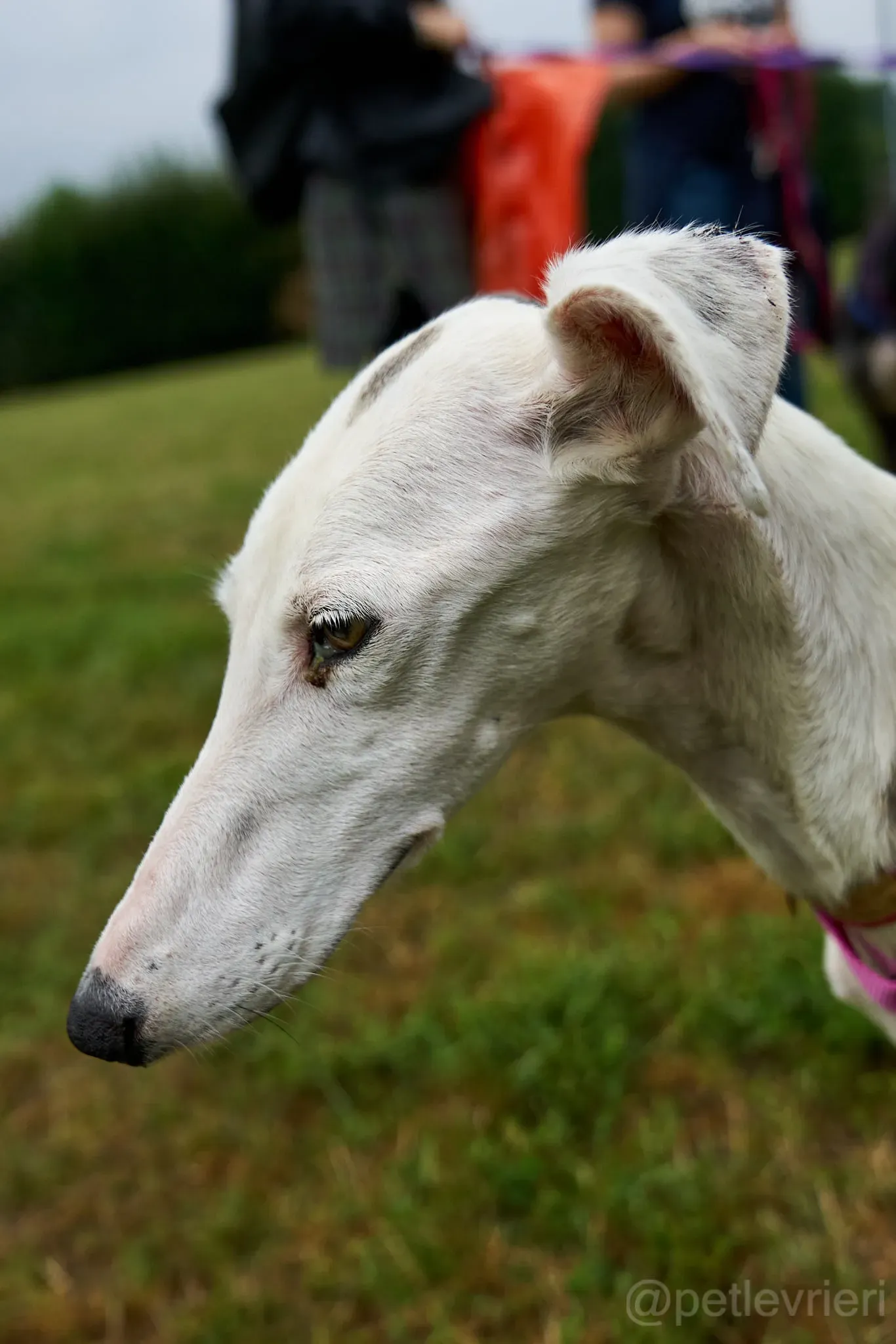 Grace galgo adozione cuore foster levrieri 8