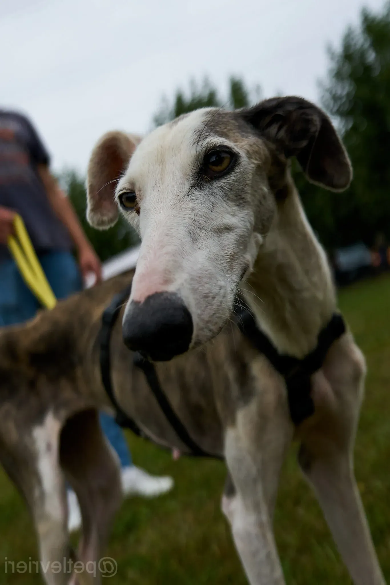 Grace galgo adozione cuore foster levrieri 9 e1632166799815