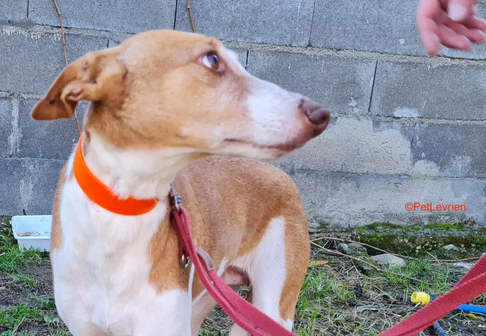 Gracias adozione levrieri podenco 1