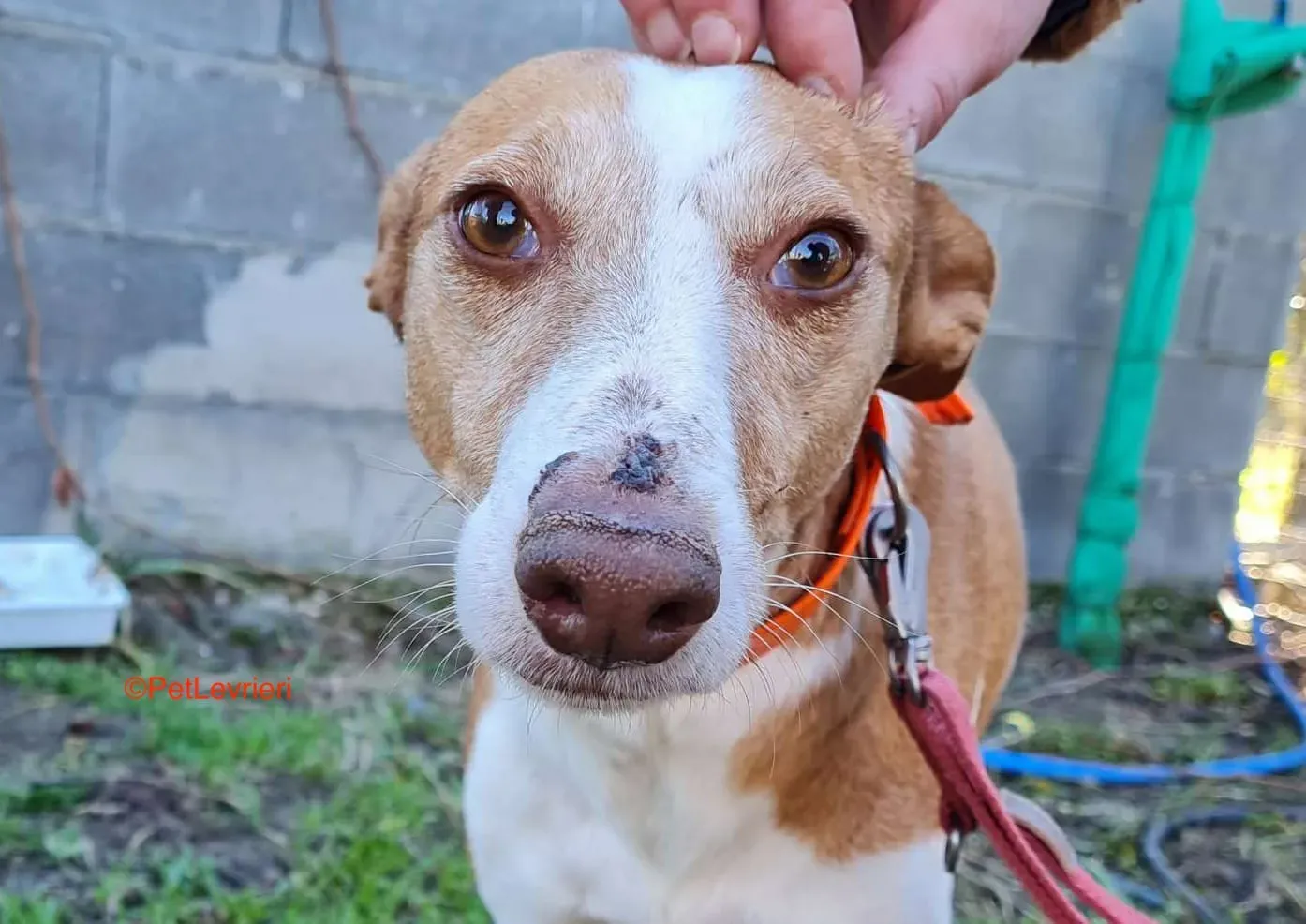 Gracias adozione podenco 10