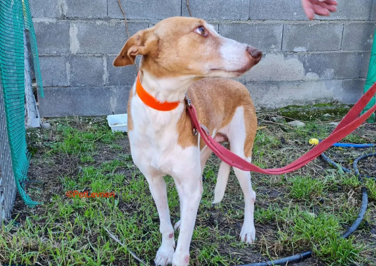 Gracias adozione podenco 11