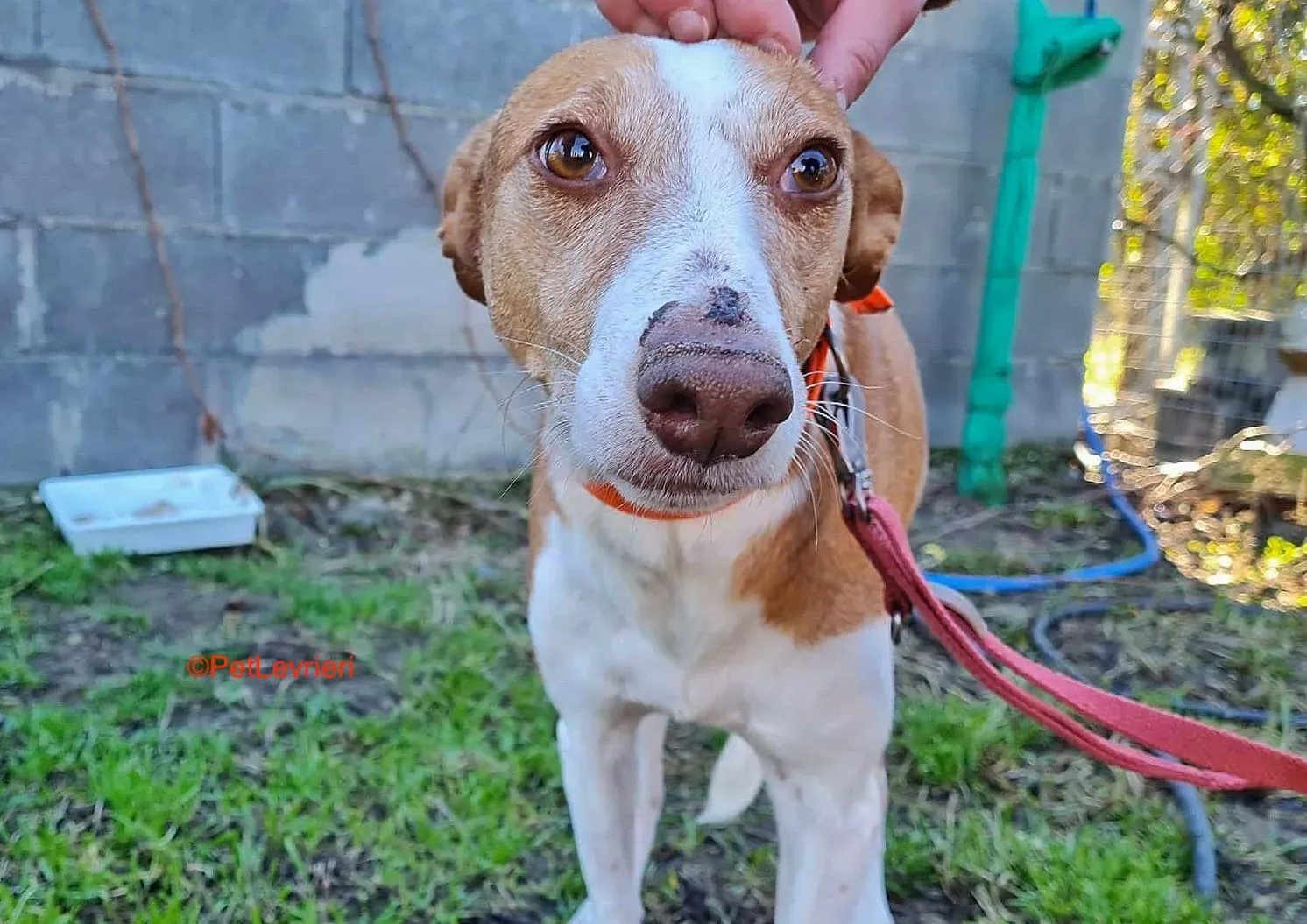 Gracias adozione podenco 12