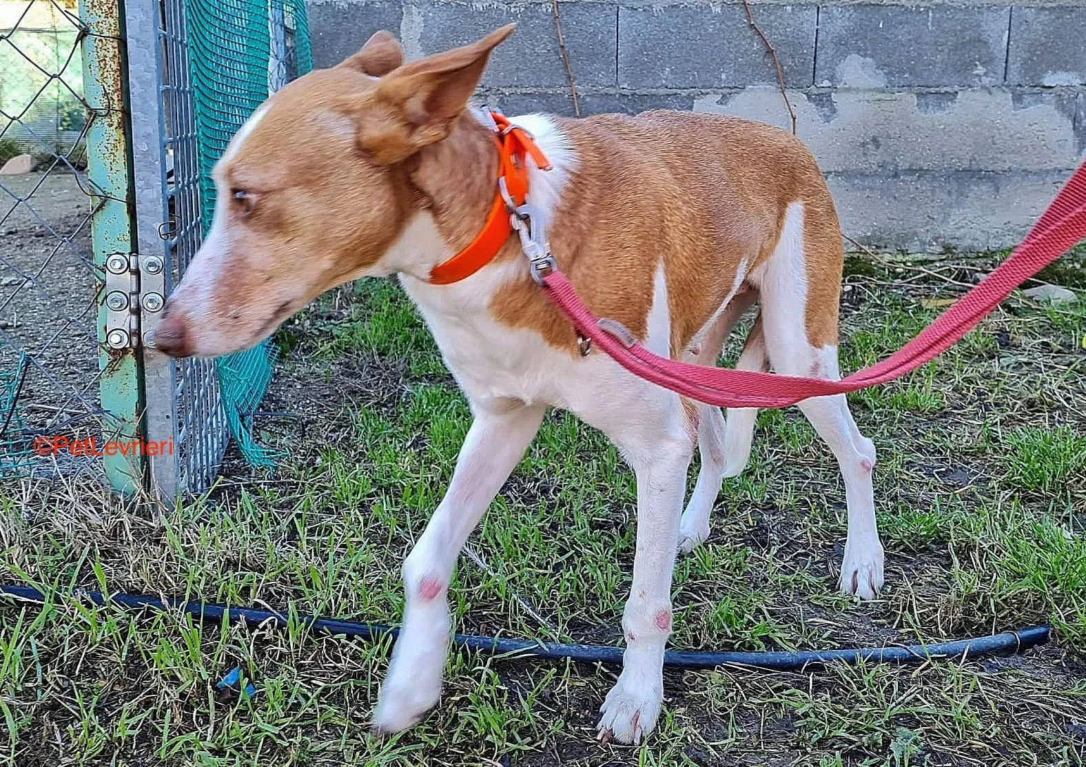 Gracias adozione podenco 13