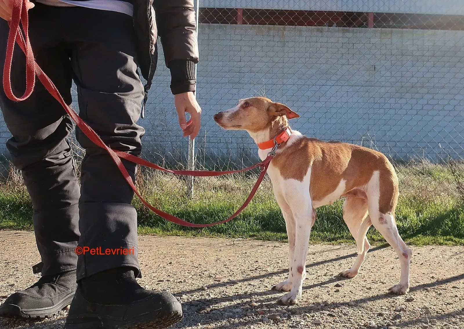 Gracias adozione podenco 14