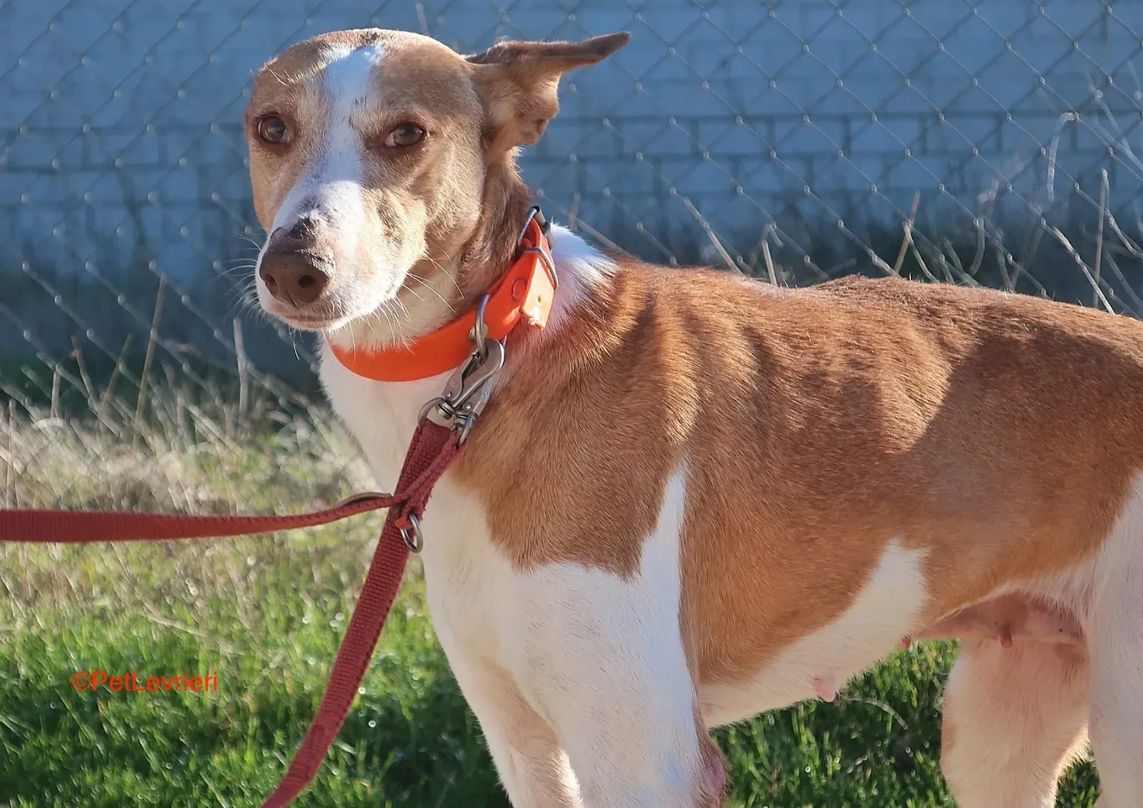 Gracias adozione podenco 15