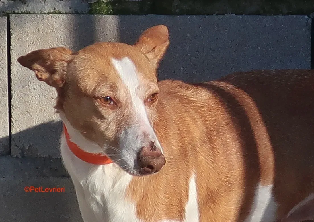 Gracias adozione podenco 2 1