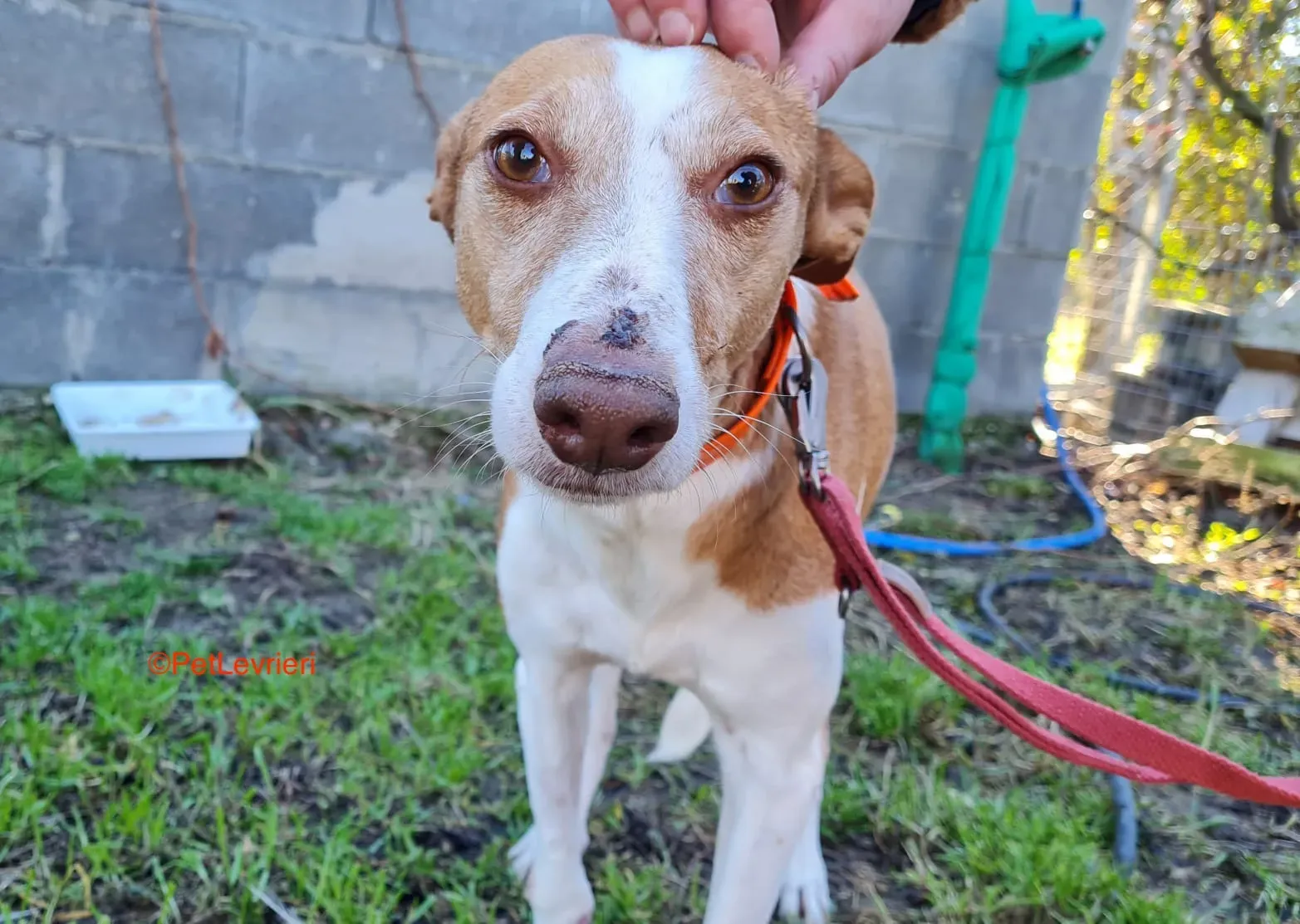 Gracias adozione podenco 2