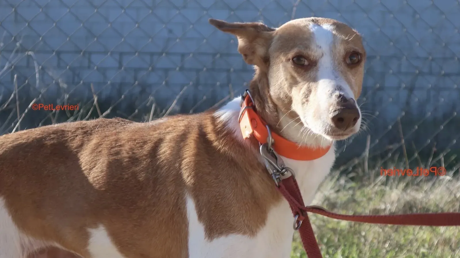 Gracias adozione podenco 4 2