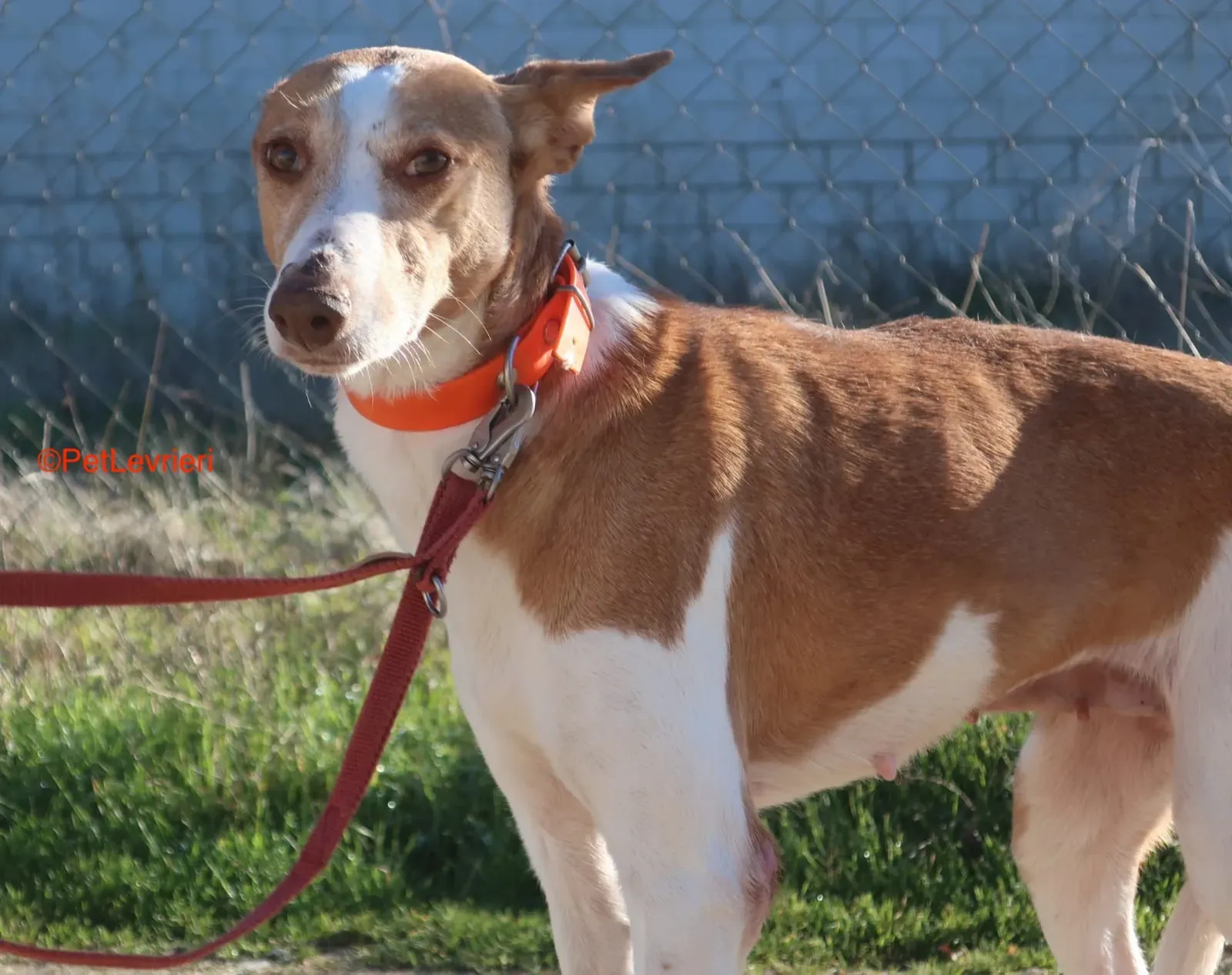 Gracias adozione podenco 4