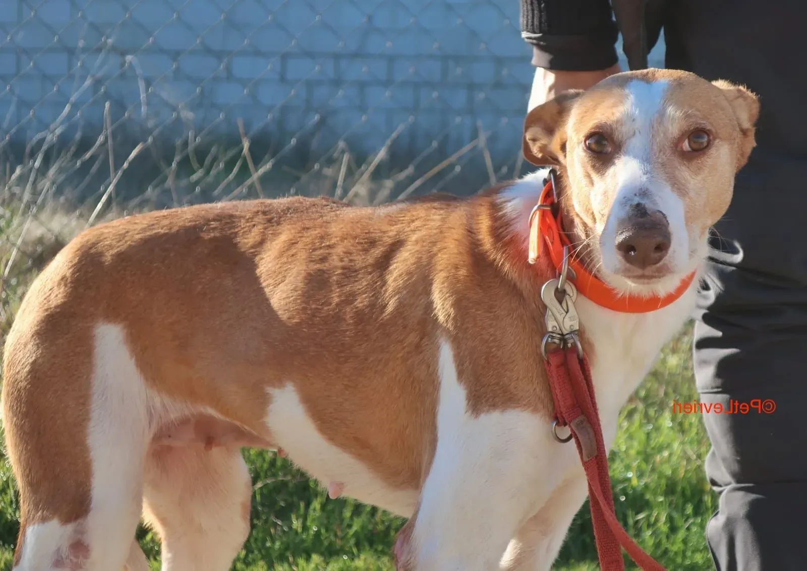 Gracias adozione podenco 6 e1640861706849