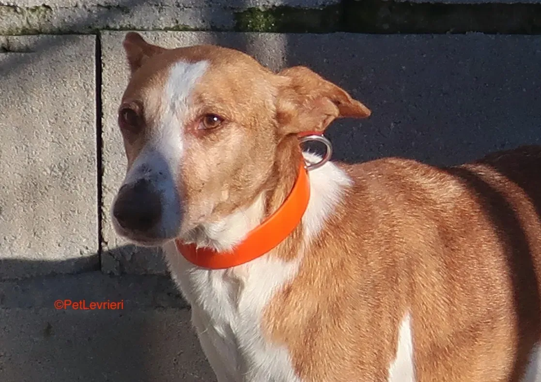 Gracias adozione podenco 7