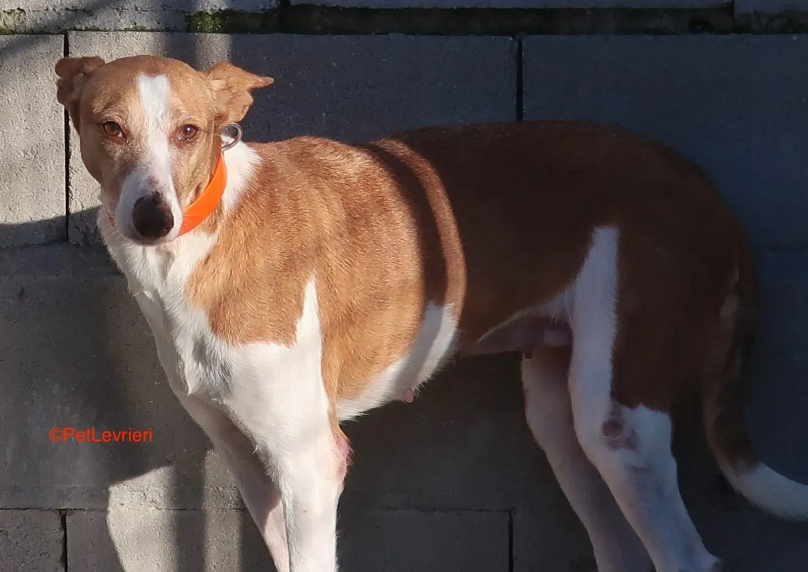 Gracias adozione podenco 8